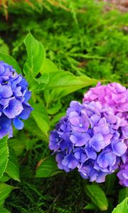 Preview wallpaper hydrangea, flowers, herbs, needles, close-up