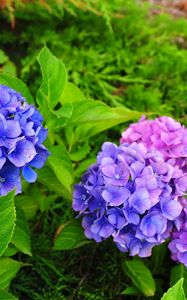 Preview wallpaper hydrangea, flowers, herbs, needles, close-up