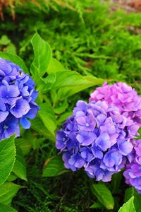 Preview wallpaper hydrangea, flowers, herbs, needles, close-up