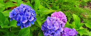 Preview wallpaper hydrangea, flowers, herbs, needles, close-up