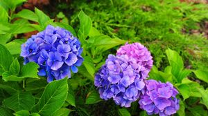 Preview wallpaper hydrangea, flowers, herbs, needles, close-up