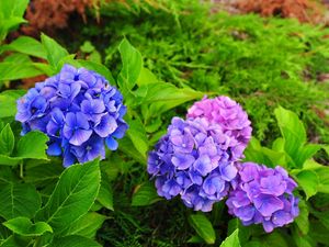 Preview wallpaper hydrangea, flowers, herbs, needles, close-up