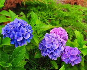 Preview wallpaper hydrangea, flowers, herbs, needles, close-up