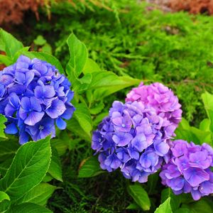 Preview wallpaper hydrangea, flowers, herbs, needles, close-up