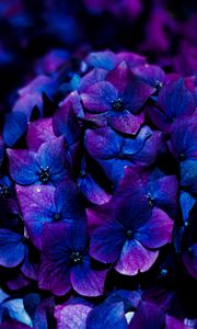Preview wallpaper hydrangea, flowers, inflorescence, blue, bloom