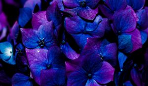 Preview wallpaper hydrangea, flowers, inflorescence, blue, bloom