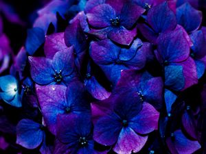 Preview wallpaper hydrangea, flowers, inflorescence, blue, bloom