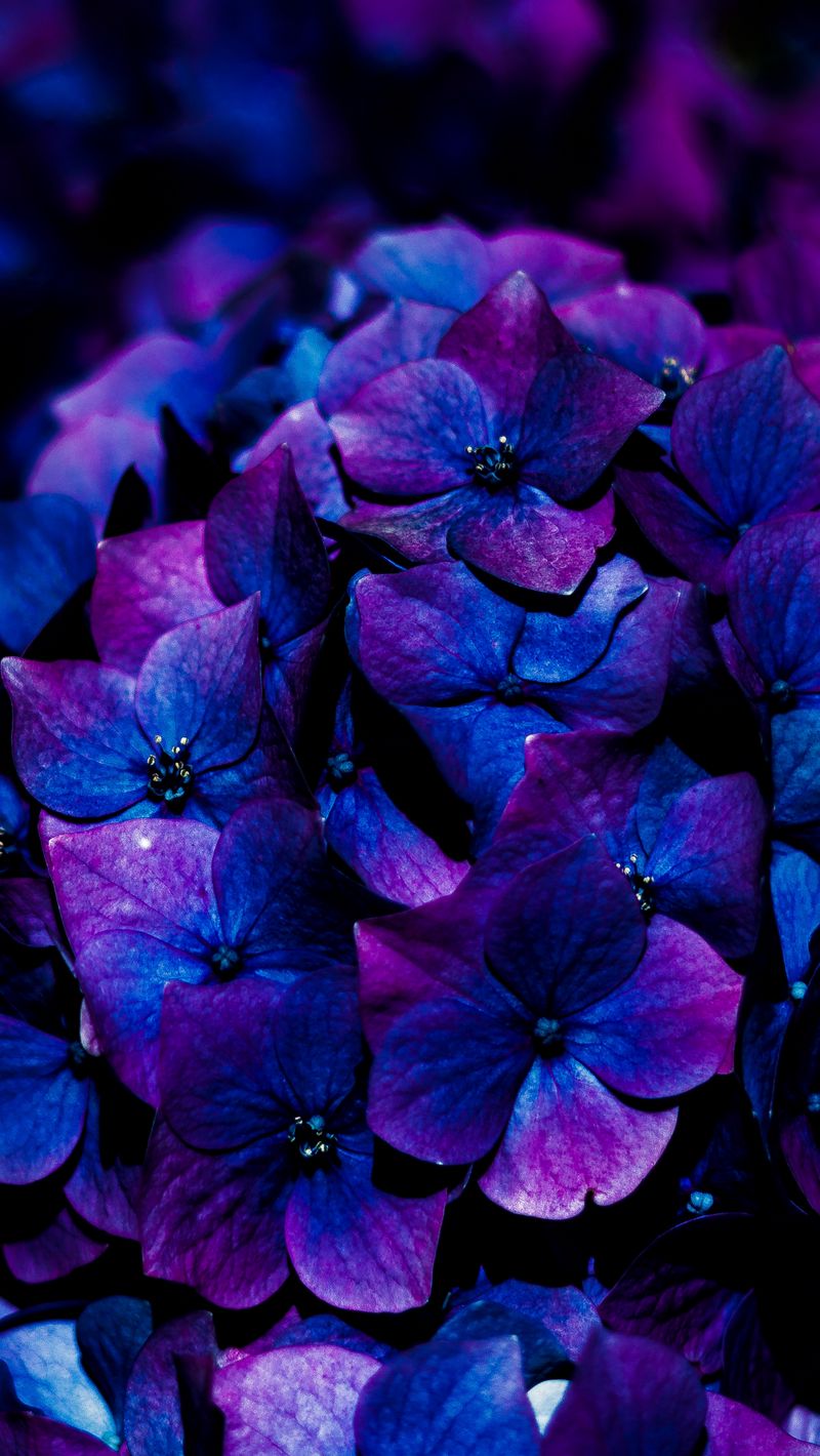 Những bông hoa cẩm tú cầu tuyệt đẹp đang chờ bạn để hiện thực hóa tình yêu thăng hoa. Hãy cùng khám phá vẻ đẹp tinh tế và tuyệt vời của chúng qua hình ảnh ấn tượng.