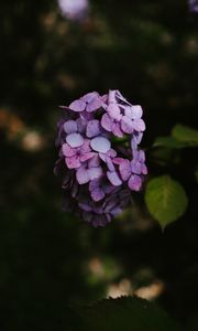 Preview wallpaper hydrangea, flowers, inflorescence, lilac, bloom