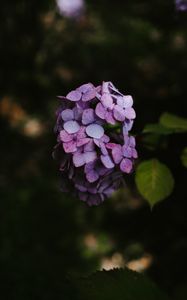 Preview wallpaper hydrangea, flowers, inflorescence, lilac, bloom