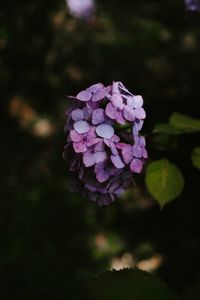 Preview wallpaper hydrangea, flowers, inflorescence, lilac, bloom