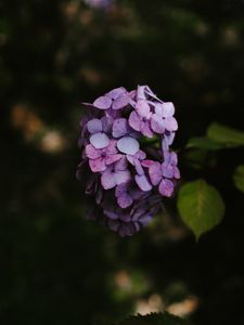 Preview wallpaper hydrangea, flowers, inflorescence, lilac, bloom