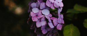 Preview wallpaper hydrangea, flowers, inflorescence, lilac, bloom