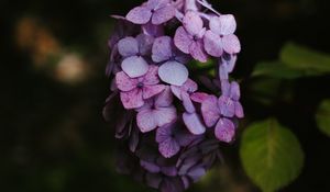 Preview wallpaper hydrangea, flowers, inflorescence, lilac, bloom