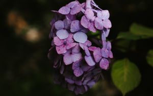 Preview wallpaper hydrangea, flowers, inflorescence, lilac, bloom
