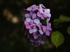 Preview wallpaper hydrangea, flowers, inflorescence, lilac, bloom