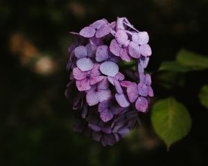 Preview wallpaper hydrangea, flowers, inflorescence, lilac, bloom