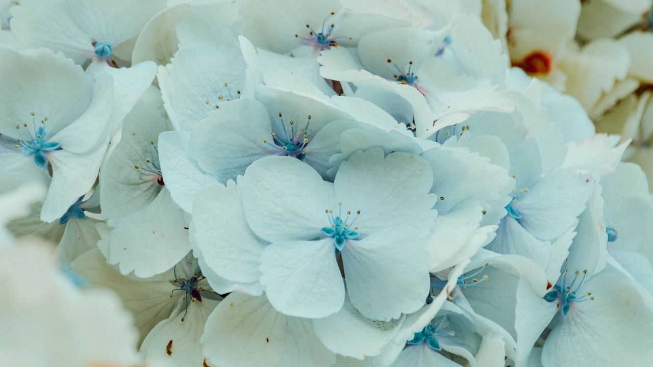 Wallpaper hydrangea, flowers, inflorescence, blue, flowering
