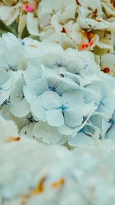 Preview wallpaper hydrangea, flowers, inflorescence, blue, flowering