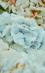 Preview wallpaper hydrangea, flowers, inflorescence, blue, flowering