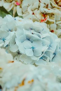 Preview wallpaper hydrangea, flowers, inflorescence, blue, flowering