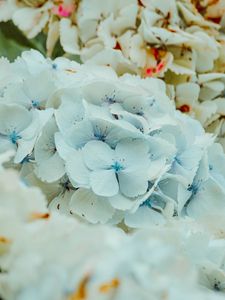 Preview wallpaper hydrangea, flowers, inflorescence, blue, flowering