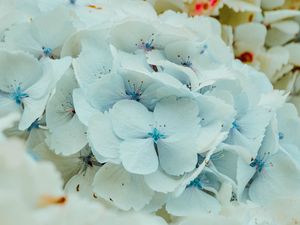 Preview wallpaper hydrangea, flowers, inflorescence, blue, flowering