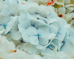 Preview wallpaper hydrangea, flowers, inflorescence, blue, flowering