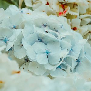 Preview wallpaper hydrangea, flowers, inflorescence, blue, flowering