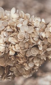 Preview wallpaper hydrangea, flowers, inflorescence, dry, brown