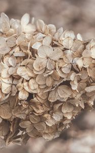 Preview wallpaper hydrangea, flowers, inflorescence, dry, brown