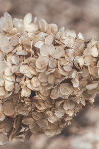 Preview wallpaper hydrangea, flowers, inflorescence, dry, brown