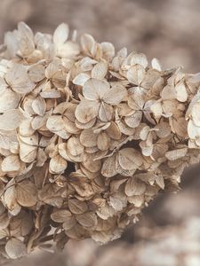 Preview wallpaper hydrangea, flowers, inflorescence, dry, brown