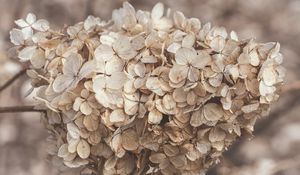 Preview wallpaper hydrangea, flowers, inflorescence, dry, brown