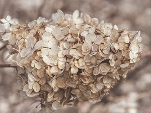 Preview wallpaper hydrangea, flowers, inflorescence, dry, brown