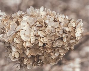 Preview wallpaper hydrangea, flowers, inflorescence, dry, brown