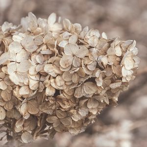 Preview wallpaper hydrangea, flowers, inflorescence, dry, brown