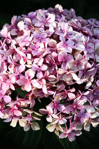 Preview wallpaper hydrangea, flowers, inflorescences, petals