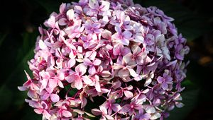 Preview wallpaper hydrangea, flowers, inflorescences, petals