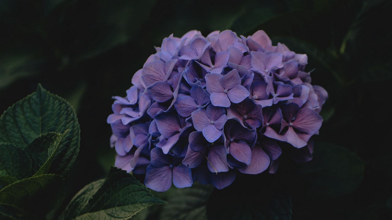 Wallpaper hydrangea, flowers, inflorescences, purple, dark