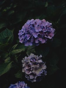 Preview wallpaper hydrangea, flowers, inflorescences, purple, dark