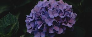 Preview wallpaper hydrangea, flowers, inflorescences, purple, dark