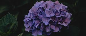 Preview wallpaper hydrangea, flowers, inflorescences, purple, dark