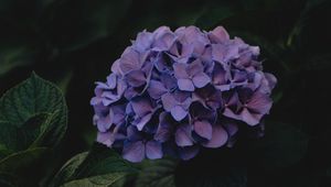 Preview wallpaper hydrangea, flowers, inflorescences, purple, dark