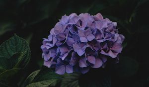 Preview wallpaper hydrangea, flowers, inflorescences, purple, dark