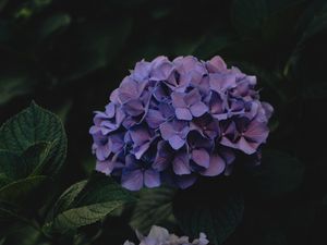 Preview wallpaper hydrangea, flowers, inflorescences, purple, dark
