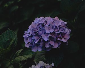 Preview wallpaper hydrangea, flowers, inflorescences, purple, dark