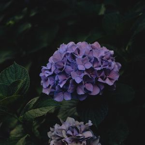 Preview wallpaper hydrangea, flowers, inflorescences, purple, dark