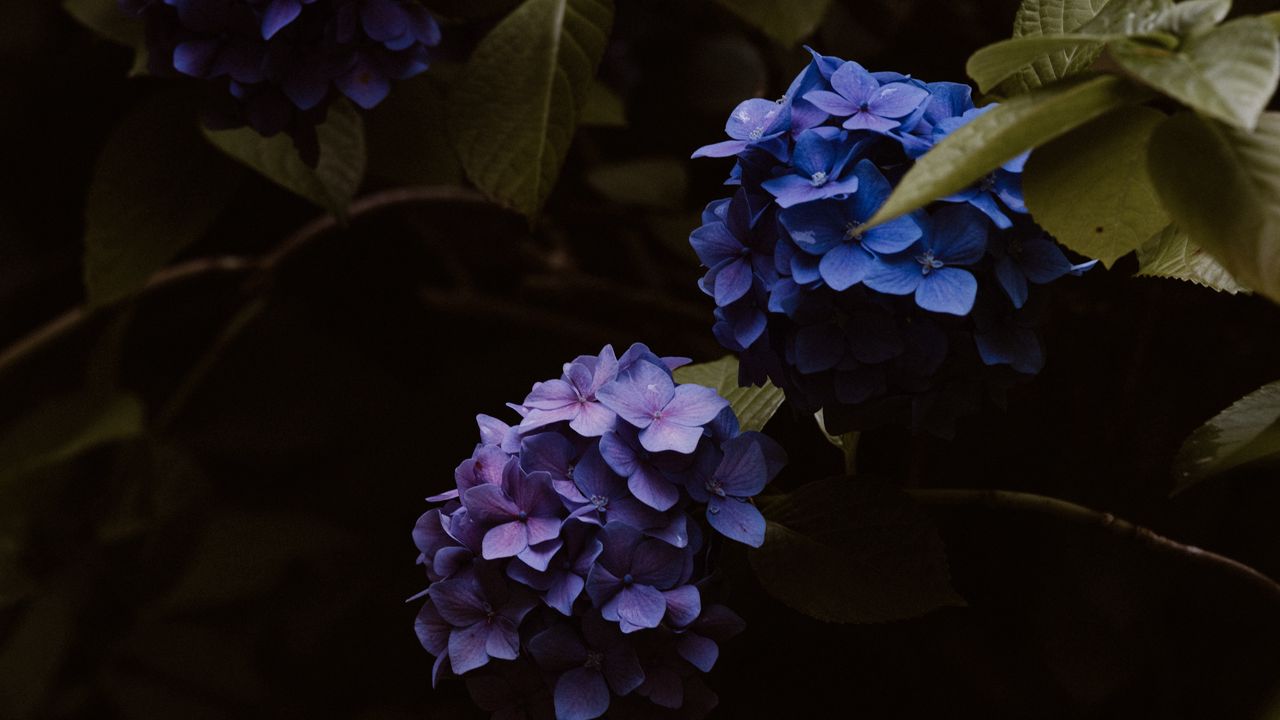Wallpaper hydrangea, flowers, inflorescences, blue, flowering