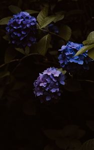 Preview wallpaper hydrangea, flowers, inflorescences, blue, flowering